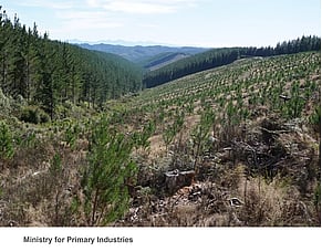 Wood Availability Forecast &ndash; Northland 2021