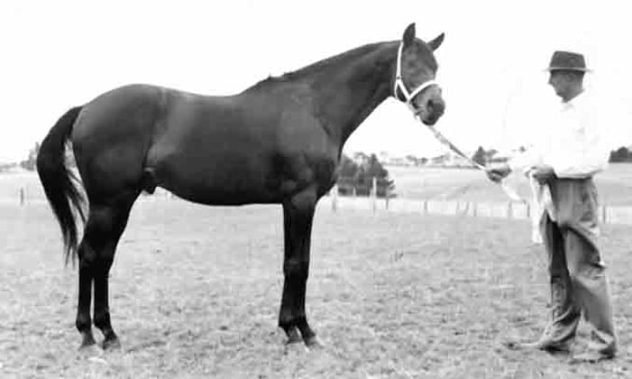 Summertime, Dewar Stallion Trophy winner, the Sir Tristram of his era.