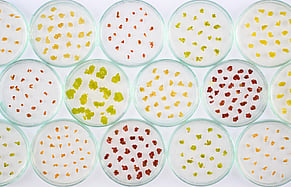 Cellular horticulture startup Forever Harvest raises $1.2m to secure future fruit and nut supply for global food companies