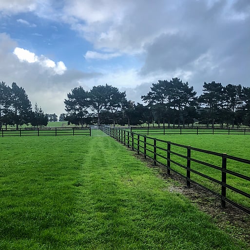 Highden Park | Agistment | Spelling Racehorses