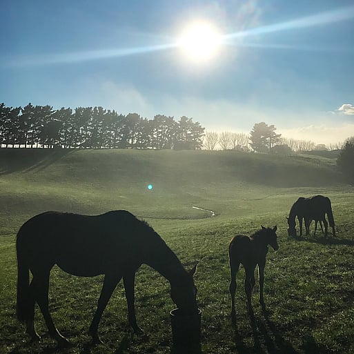 Highden Park | Retired Champions