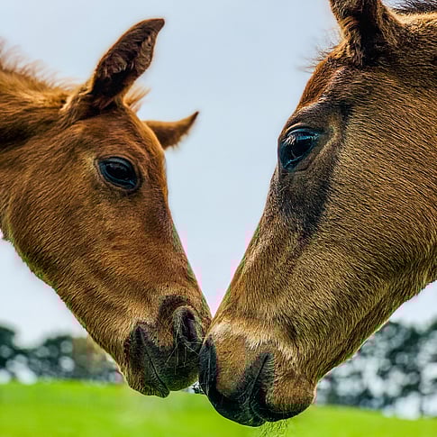 Contact Highden Park NZ