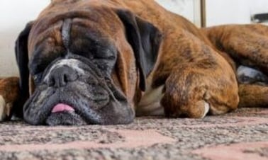 Odour Elimination | Gardna Carpet Cleaning