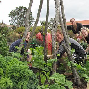 Students take part in vegetable gardening