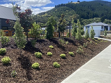 Specimen tree planting Nelson garden