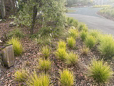 Ornamental grasses and native planting under established tree Tasman