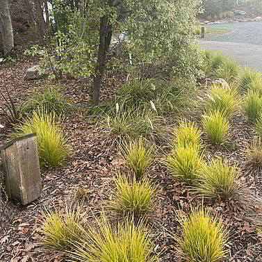 Ornamental grasses and native planting under established tree Tasman
