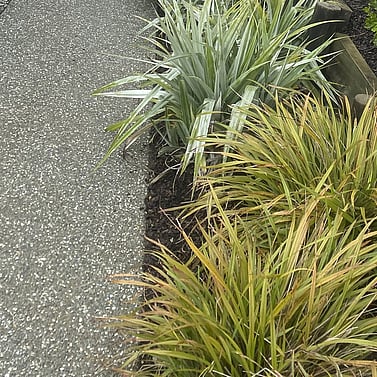 Low-maintenance planting with ornamental grasses along concrete path Richmond