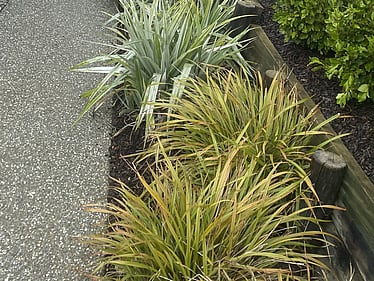 Low-maintenance planting with ornamental grasses along concrete path Richmond