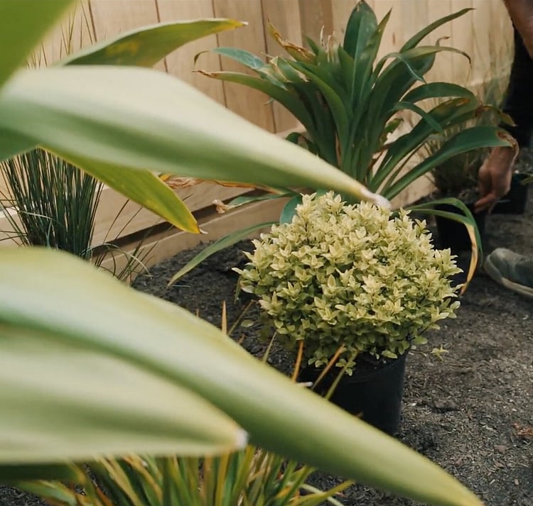 Garden planting in Richmond, by Sherlock Landscaping at a residential property