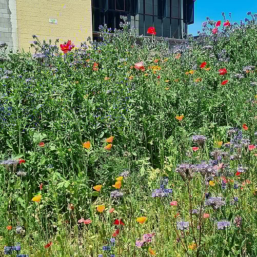 Wild Flower Meadows - Commercial Eco-Hydroseeding