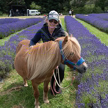 lavender festival gallery lady and pony on lavender fields