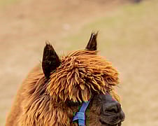 Alpaca knitting yarn available at Tauranga Knitting Centre