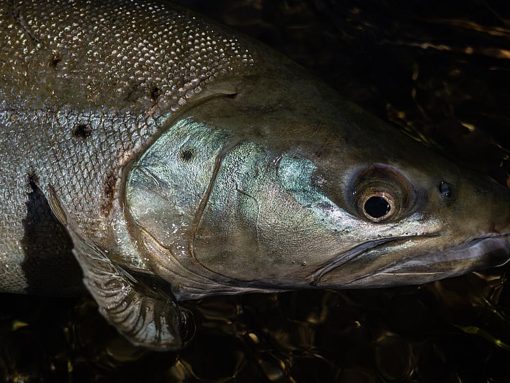 gin clear, fly fishing, NZ, New Zealand flyfishing, wild trout, brown trout, trophy trout. Todd Adolph NZ tourism, travel fluefiske flugfiske back country explore Queenstown, Otago, Southland Fiordland Wanaka