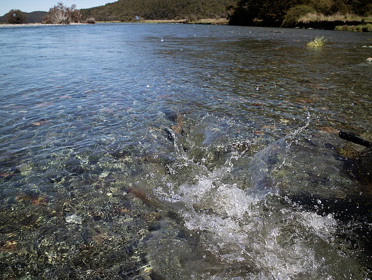 gin clear, fly fishing, NZ, New Zealand flyfishing, wild trout, brown trout, trophy trout. Todd Adolph NZ tourism, travel fluefiske flugfiske back country explore Queenstown, Otago, Southland Fiordland Wanaka