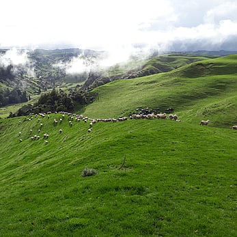 Sheep grazing the hills of rotomate