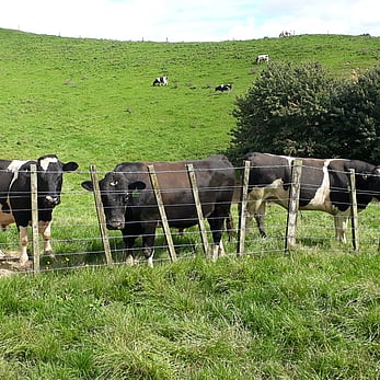 Bulls free range grazing