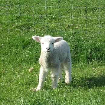 Pet Lamb