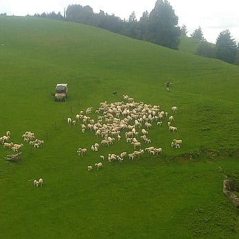 Mustering ewes and lambs