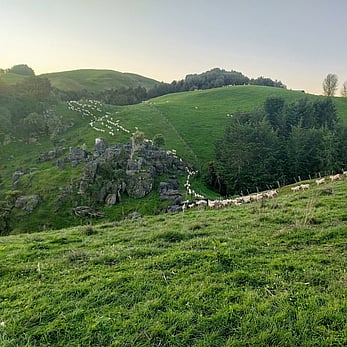 Rocks and sheep on Rotomate