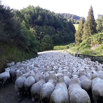 Sheep walking down the lane for shearing
