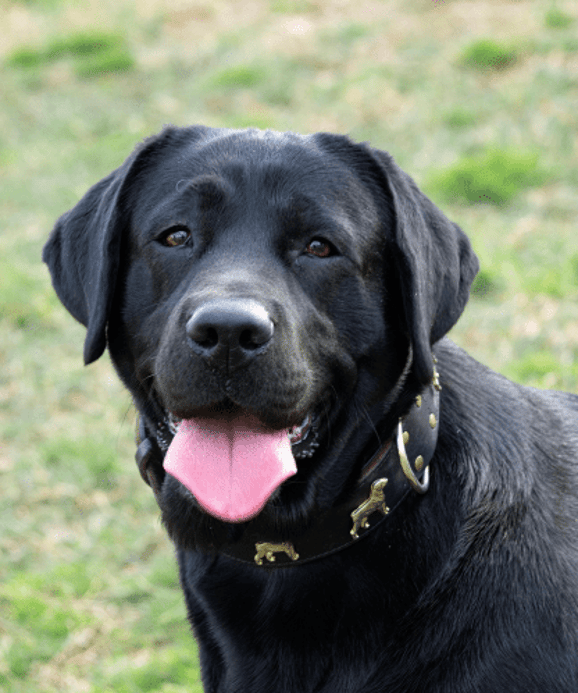 Black Labrador Schanuser Puppy for Forever Friends Pet Cremations