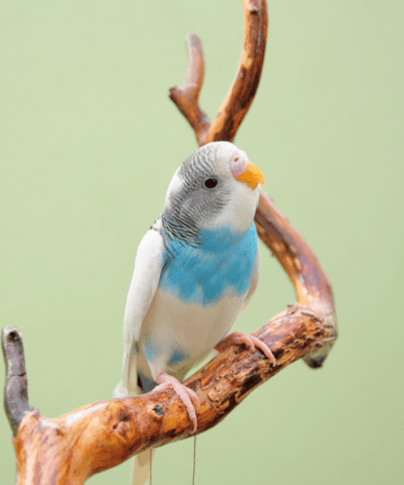 Budgie Bird On a tree for Forever Friends Pet Cremations