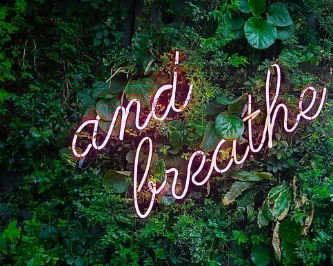 Picture of a garden with ferns and trees with the writing "and breath"