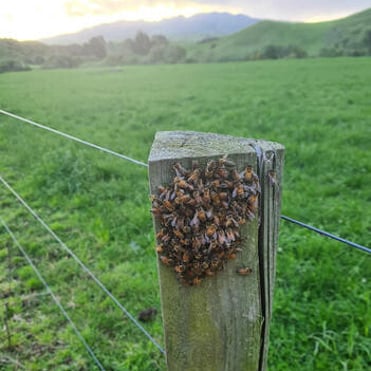 Small bee swarm on a wooden post