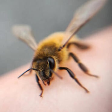 Close up of bee on hand