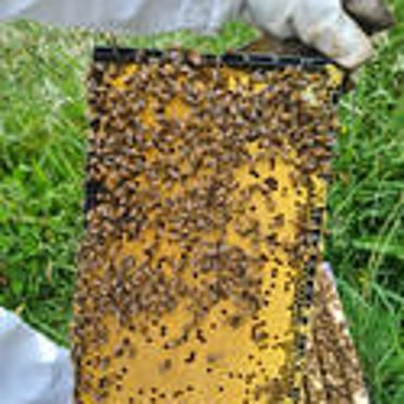 Frame of bees and capped brood