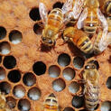 Closeup of bees and larvae