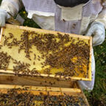 Frame of bees and partially capped honey