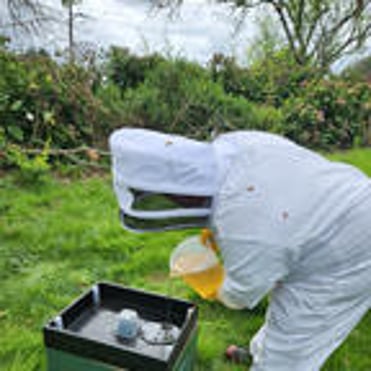 Beekeeper adding sugar syrup to a hive feeder