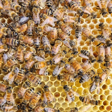 Close up of bees on a frame