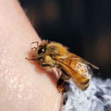 Closeup of bee on arm