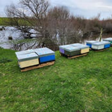 A number of hives along a river