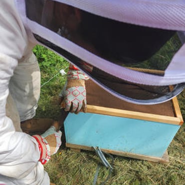 Beekeeper using a hive tool to open a lid