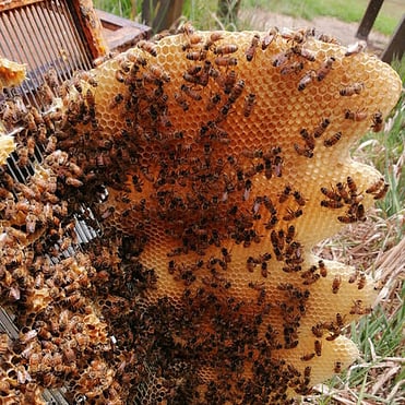 Honeycomb and bees attached to a Queen excluder