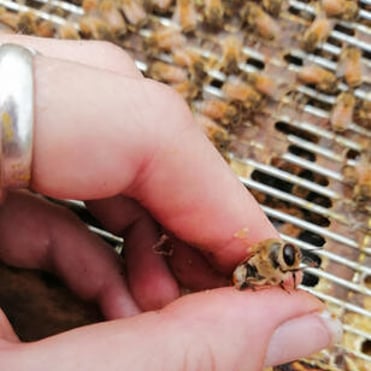 Closeup of hand holding a bee