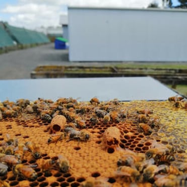 Queen cups on the middle of a frame