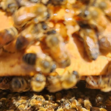 Close up of bees