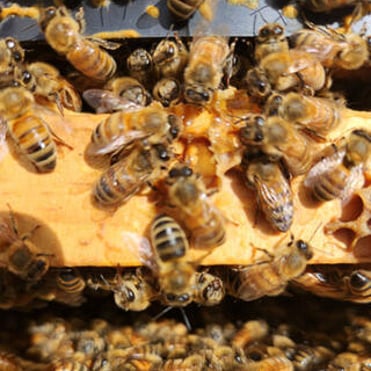 Closeup of bees eating honey