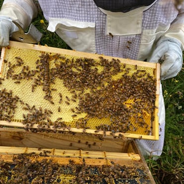 Beekeeper holding a frame of bees