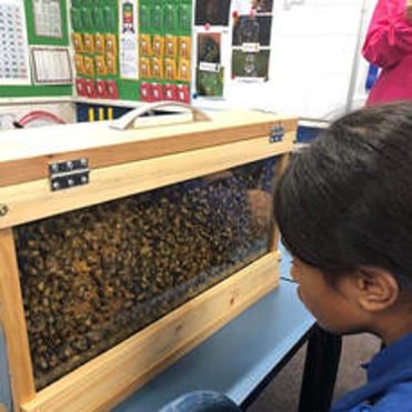 A child looking into a beekeeping case