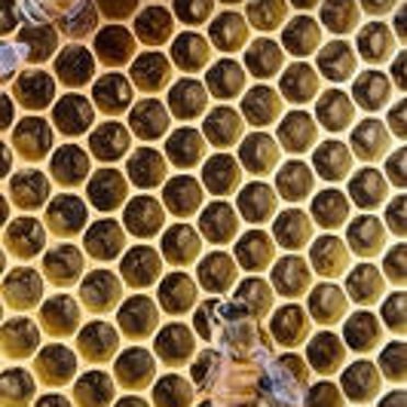 Closeup of cells on a frame