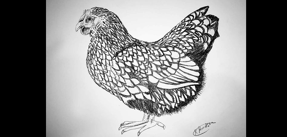 PENCIL SKETCH  - SILVER LACED WYANDOTTE
