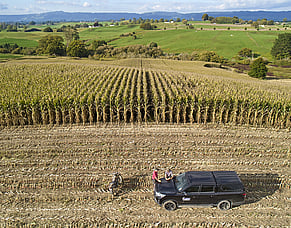 Three maize harvesting mistakes that cost NZ farmers