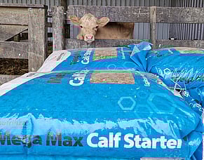 Getting your calves off to a strong start this Autumn