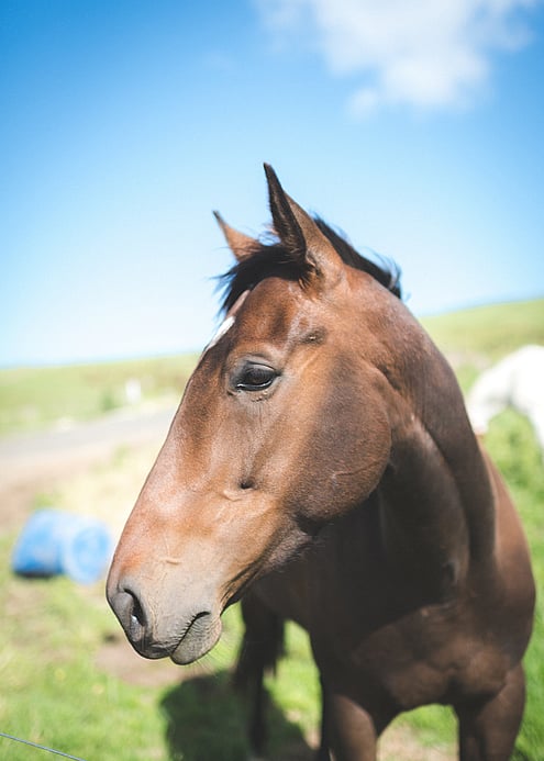 Safe horse trekking at Stone Hill